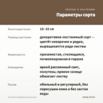 Фиттония Серебристая (срез/1 шт) — параметры сорта