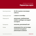 Фуксия Ампельная Alwin (0,1л) — параметры сорта