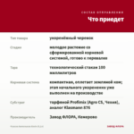 Фуксия Ампельная Alwin (0,1л) — что приедет