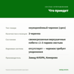 Фуксия ампельная Annabel (срез/3шт) — что приедет