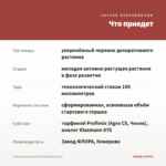 Фуксия Ампельная Bicentennial (0,1л) — что приедет