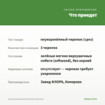 Фуксия Ампельная Bicentennial (срез/3шт) — что приедет