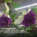 Фуксия Ампельная Godelieve Elli (0,1л) — откуда растение: вертикальная ферма Завода ФЛОРА в Кемерово