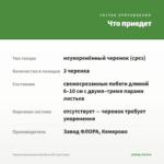Фуксия Ампельная Godelieve Elli (срез/3шт) — что приедет