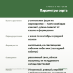 Фуксия Ампельная Godelieve Elli (срез/3шт) — параметры сорта