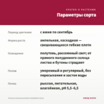 Фуксия ампельная Golden Swingtime (0,1л) — параметры сорта