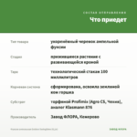 Фуксия ампельная Golden Swingtime (0,1л) — что приедет