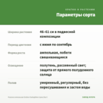Фуксия ампельная Golden Swingtime (срез/3шт) — параметры сорта