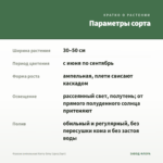 Фуксия ампельная Harry Grey (срез/3шт) — параметры сорта