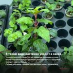 Фуксия Ампельная Multa (0,1л) — в таком виде растение уходит в заказ