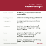 Фуксия Ампельная Multa (срез/3шт) — параметры сорта
