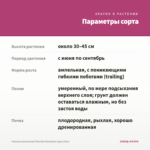 Фуксия ампельная Pink Marshmallow (срез/3шт) — параметры сорта