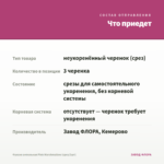 Фуксия ампельная Pink Marshmallow (срез/3шт) — что приедет
