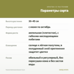 Фуксия Ампельная Quasar (0,1л) — параметры сорта