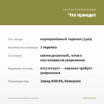 Фуксия Ампельная Quasar (срез/3шт) — что приедет