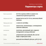 Фуксия Ампельная Sir Mat Busby (срез/3шт) — параметры сорта