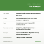 Фуксия Deep Purple (0,1л) — что приедет