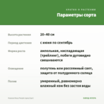 Фуксия Deep Purple (срез/3шт) — параметры сорта