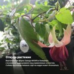 Фуксия Guurtje (срез/3шт) — откуда растение: вертикальная ферма Завода ФЛОРА в Кемерово