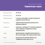 Фуксия Кустовая Bella Nikita (0,1л) — параметры сорта