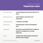 Фуксия Кустовая Bella Nikita (срез/3шт) — параметры сорта
