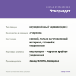 Фуксия Кустовая Bella Nikita (срез/3шт) — что приедет