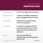 Фуксия Кустовая Bella Soila (0,1л) — параметры сорта