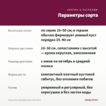 Фуксия Кустовая Bella Soila (срез/3шт) — параметры сорта
