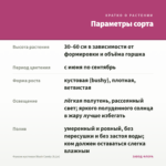 Фуксия кустовая Blush Candy (0,1л) — параметры сорта