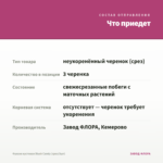 Фуксия кустовая Blush Candy (срез/3шт) — что приедет