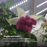 Фуксия Кустовая Gillian Anthea (0,1л) — откуда растение: вертикальная ферма Завода ФЛОРА в Кемерово
