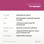Фуксия Кустовая Gillian Anthea (0,1л) — что приедет