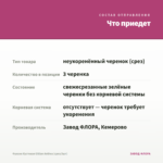 Фуксия Кустовая Gillian Anthea (срез/3шт) — что приедет