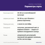 Фуксия Кустовая Gillian Anthea (срез/3шт) — параметры сорта