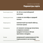 Фуксия кустовая Seventh Heaven (срез/3шт) — параметры сорта