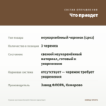 Фуксия кустовая Seventh Heaven (срез/3шт) — что приедет