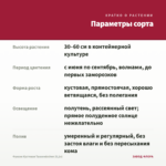 Фуксия Кустовая Tausendschon (0,1л) — параметры сорта