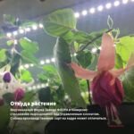 Фуксия Кустовая Tausendschon (0,1л) — откуда растение: вертикальная ферма Завода ФЛОРА в Кемерово