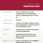 Фуксия Кустовая Tausendschon (срез/3шт) — параметры сорта
