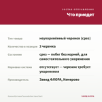 Фуксия Кустовая Tausendschon (срез/3шт) — что приедет