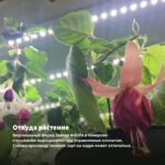 Фуксия Кустовая Tom Thumb (0,1л) — откуда растение: вертикальная ферма Завода ФЛОРА в Кемерово