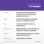 Фуксия Кустовая Tom Thumb (0,1л) — что приедет