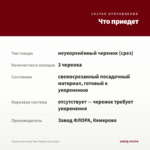 Фуксия Кустовая Tom Thumb (срез/3шт) — что приедет