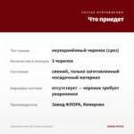 Фуксия Кустовая Tom Thumb (срез/3шт) — что приедет