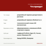 Фуксия Кустовая Voodoo (0,1л) — что приедет