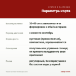Фуксия Кустовая Voodoo (срез/3шт) — параметры сорта