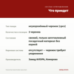 Фуксия Кустовая Voodoo (срез/3шт) — что приедет
