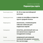 Фуксия Laura Biolcati-Rinaldi (0,1л) — параметры сорта