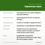 Фуксия Laura Biolcati-Rinaldi (срез/3шт) — параметры сорта
