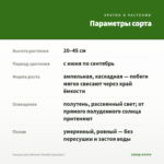 Фуксия Laura Biolcati-Rinaldi (срез/3шт) — параметры сорта